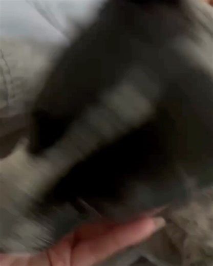 Jodi Sta.Maria on Instagram: "Meet Putol. I would always see him via CCTV playing on the lawn with his friends, drinking water from the pool, and lying alone at night to rest after spending the day on the streets foraging for food. When I came to visit the house, I finally met this furbaby face to face. He didn’t know me. But I knew him. He welcomed me as if he owned the house 🤣 I instantly had a connection with him 🥹 I took him inside and allowed him to stay with me for a couple