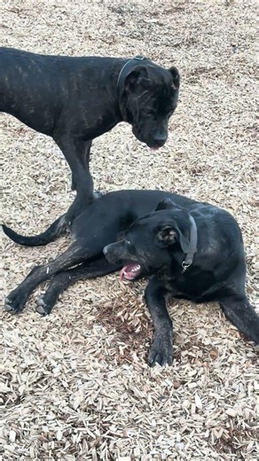 Gentle Giant Cane Corso Playing Calmly 🐶💛 | Real Dog Play Sounds #Shorts