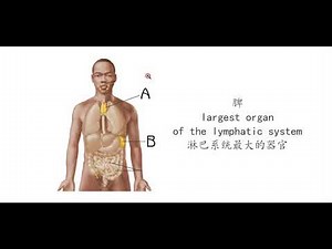 20211117 关键词 生理解剖学 淋巴系统