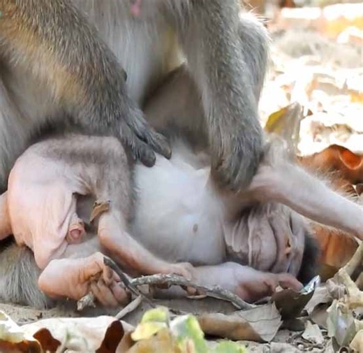 Awesome mom comfort grooming her tiny baby monkey laying on the ground so sweetness | Monkey Daily TV