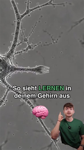 Schick das 📩 jemandem, der gerade für eine Prüfung lernt. Beim Lernen bilden sich an deinen Nervenzellen innerhalb einer Stunde neue Kontaktstellen. Welche davon bleiben, entscheidet dein Gehirn im Schlaf. Deshalb ist die Nacht nach dem Lernen so wichtig 🧠 Studie: Yang et al. 2014, Science #lernen #gehirn #psychologie #studium