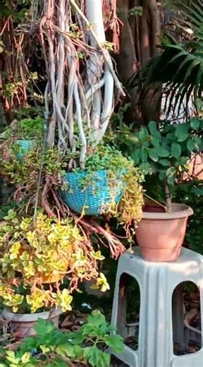 Mamachi Tree trunk garden#explore #love #like #Nature#Enjoy😘😍🤗🥰#trending