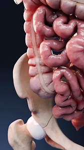 "What Really Happens to Your Body During Diarrhea? (Must Know!)" #HealthFacts #BodySecrets #DiarrheaExplained #StayHydrated #HealthTips #DigestiveHealth #ShortsVideo #ViralReels #DidYouKnow #MedicalFacts #HindiReels #EducationalContent #ScienceFacts #DailyHealthTips #FacelessContent | Journey To The Universe