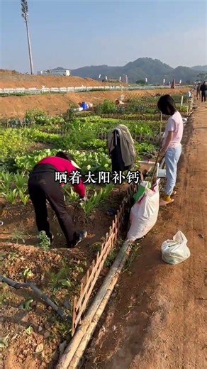 Master Your Veggie Garden: 6 Easy Steps to a Bountiful Harvest