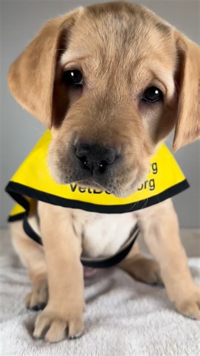 How could you not fall in love with these faces? For a limited time, every donation will be matched, up to $50,000, doubling your impact thanks to an anonymous donor. Your gift helps support our guide dog program and the future guide dogs who are just getting started. Donate today through the link below. 🦮 https://www.guidedog.org/GD/gd/GDF_DonateNow.aspx VD: Short clips of yellow and black Lab puppies play quickly. The puppies are sitting in their yellow Assistance Dog in Training vests while 