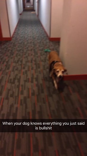 Enjoyable Beagle Walk with Stephanie Merlo