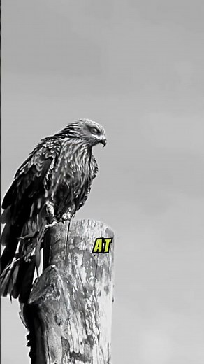 Eagle vs Falcon Which Bird has More POWER?