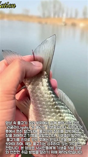 잉어과 물고기 기생충 '리굴라' 식별과 안전한 대처법 #worker #process #education #fishcare #nature