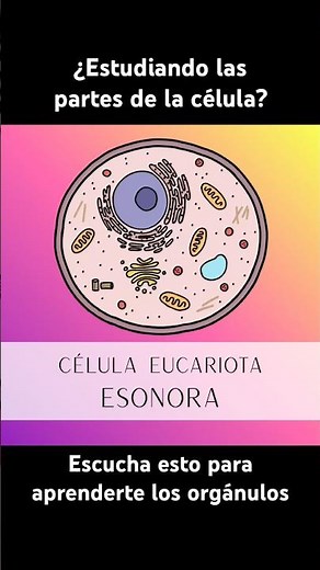 CÉLULA EUCARIOTA Y SUS PARTES.