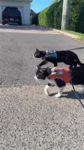 Harness Training Your Cat for Off-Leash Adventures