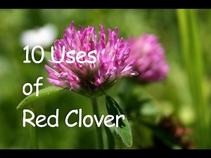 10 USES OF RED CLOVER