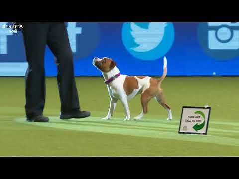 Rally-O - CRUFTS 2018