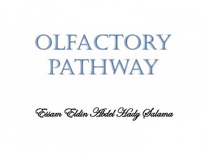 Olfactory pathway - SlideServe