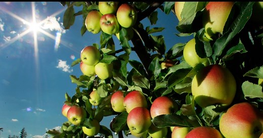 'As American as Apple Pie'