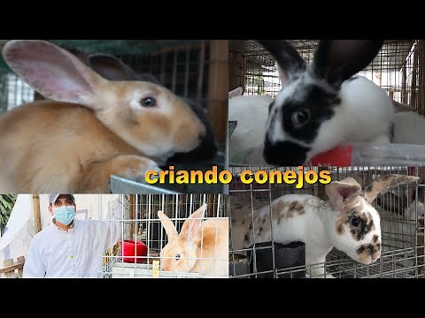Criar Conejos De Manera Muy Fácil | 6 Hembras un Macho Para Iniciar