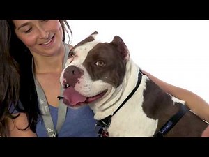 Adopt Rhiannon at NKLA
