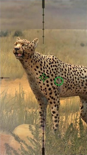 cheeth hunting #wildhunting #hunting #huntingseason #youtubeshorts #shortfeed #shorts