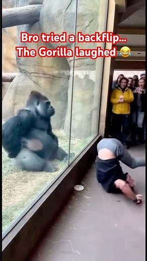 Gorilla Laughs After Man Fails His Backflip At The Zoo #subscribe #shorts