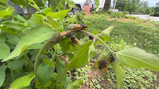 104K views · 1.6K reactions | CODE RED! Team Dominator has intercepted the cicada outbreak! These red-eyed beauties have been feeding on the root systems of trees for over a decade and now are emerging to mate | Reed Timmer Extreme Meteorologist | Facebook