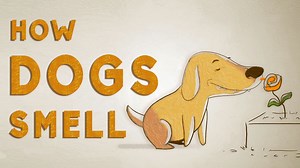 How Do Dogs See With Their Noses?, An Animated Explanation of a Dog's Amazing Olfactory System