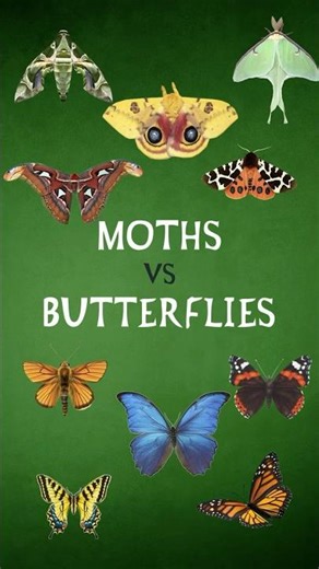 Moths vs Butterflies?