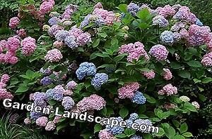 Kita: Ranunculus augalas - A-Z auginimas ir priežiūra | 2025