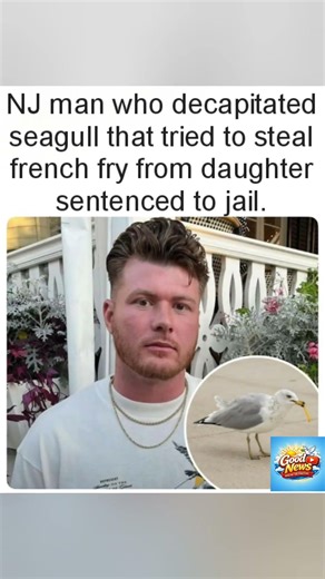 NJ man jailed for decapitating a seagull over a stolen French fry. 🍟⚖️#NewJersey #Justice