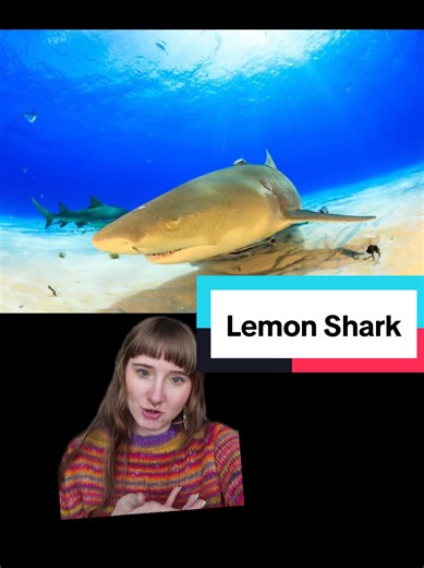 Understanding Lemon Sharks: Unique Features and Habitats