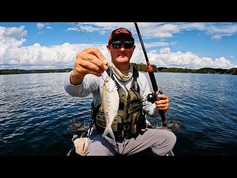FLATHEAD BONANZA!!! Gizzard Shad Gets DEVOURED