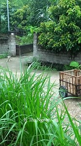 Single mohter life .#singlemotherdailylife #singlemother #reelsfb #singlemom #fbviral #reelsfypシ | Lý Thị Ngoan