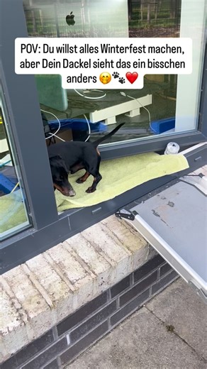 3K views · 87 reactions | Mal kurz und schnell etwas erledigen? Neee, nicht mit Nico!  Der Zwerg muss ja immer überall reinspringen und erst einmal ein paar Runden spielen 殺❤️ #dackelofinstagram #lebenmitdackel #zyciezpsem #życiezjamnikiem #dackelliebe #dackelglück #kaninchenteckel #dackelbeimspielen #buddeln #sandmuschel | Alina Klu | Facebook