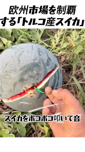 世界最高峰のスイカ大国「トルコ」の収穫現場が凄すぎる…！#スイカ #トルコ #海外グルメ #衝撃映像 #知らなきゃ大損 #料理