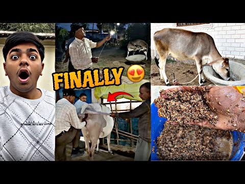 Finally Tharparkar Gaay ki AI Ho Gayi 😍 | Ab Kya Yeh Pregnant Hogi?