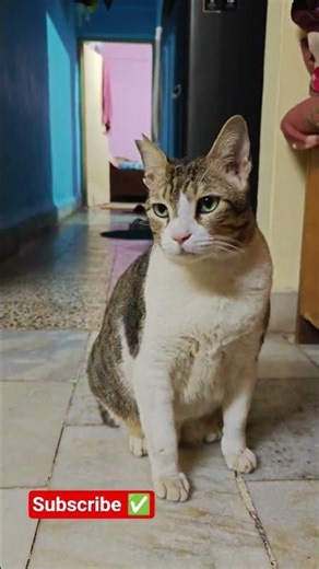 Billu Master Merry Christmas Day 🎄🎁 #merrychristmas #christmas #newyear