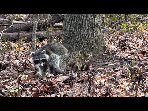 How to Use Dog-Proof Raccoon Traps (Step-By-Step Guide for Beginners)