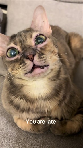 Adorable Cats: Funny and Cute Moments