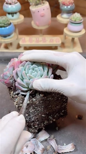Ultimate Plant Care ASMR: Satisfying Sounds for Succulents