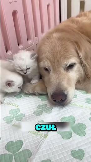 This Golden Retriever decided to adopt kittens and raise them alongside its own puppies 🥹