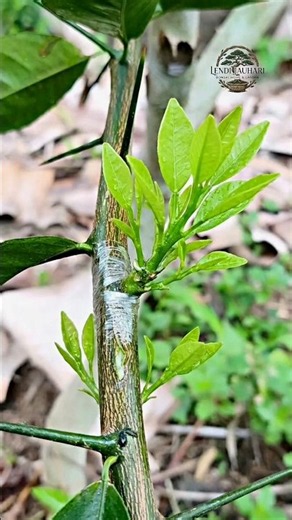 Replacing thorns with active buds for citrus tree using electric drill🌳#grafting #techniques