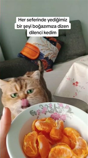 👀 Abone olmayı unutmayın😍🌸 #cat #viral #fyp #keşfet