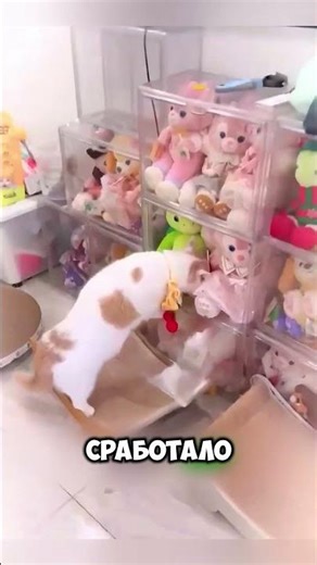 The cat became afraid of everything because of one trick 🐈😱 #animals #cuteanimals