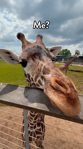 183K views · 6.1K reactions | Franklin is here to announce that the Tower Ridge Giraffe Feed Experience is open for the season! 漣 Zoo members can receive unlimited giraffe feeds by adding on the Experience Package to their membership online or at the Membership Sales window. This experience is open daily from 10:30 a.m. - 4 p.m. during Zoo hours based on favorable weather conditions. Learn more at: https://www.toledozoo.org/rides | The Toledo Zoo | Facebook