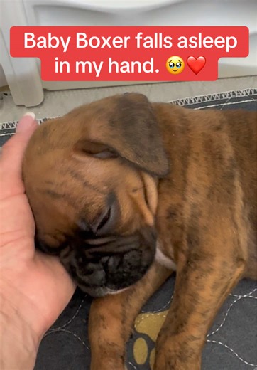 Adorable Baby Boxer Puppy Falls Asleep in Hand