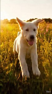 The Pure Joy of a Labrador Puppy Running Free! (Must Watch)