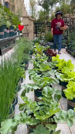 Planting Your Own Vegetables & Eat What You Grow #reels #fbreels #healthyvegetables #gardening #vegetablegarden #growyourownfood #garden #vegetable #homegrown #organicgardening #gardenlife | Dam Vegetable