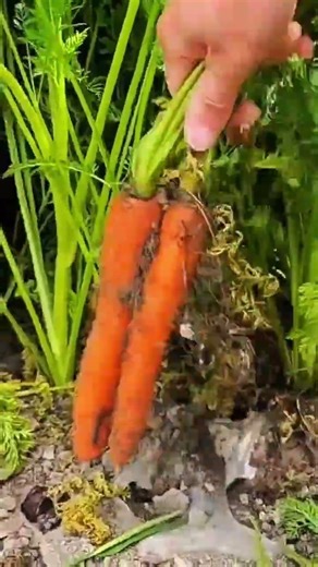 Pulling fresh orange carrots with green tops from the soil in a garden for harvesting purposes