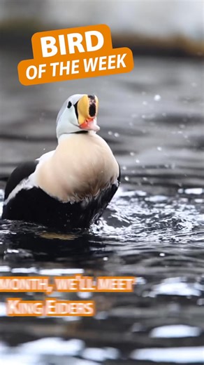 The start of September means it's time to spin the wheel for this month’s Bird of the Week species!What species will we be featuring this month?? | Alaska SeaLife Center