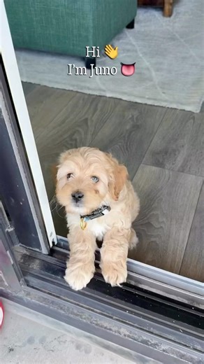 Hi world, I’m Juno!
