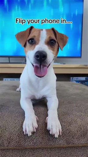 Cute Jack Russell Terrier Videos: Dogs, Puppies, and Adorable Moments