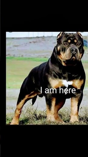 pitbull and rottweiler mix #dog #pitbullvs #pitbullpitbull #rottweiler #mix#doglover